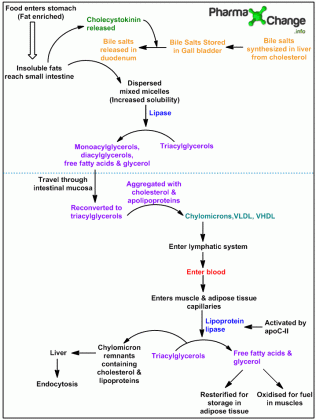 introduction to medicinal chemistry patrick pdf